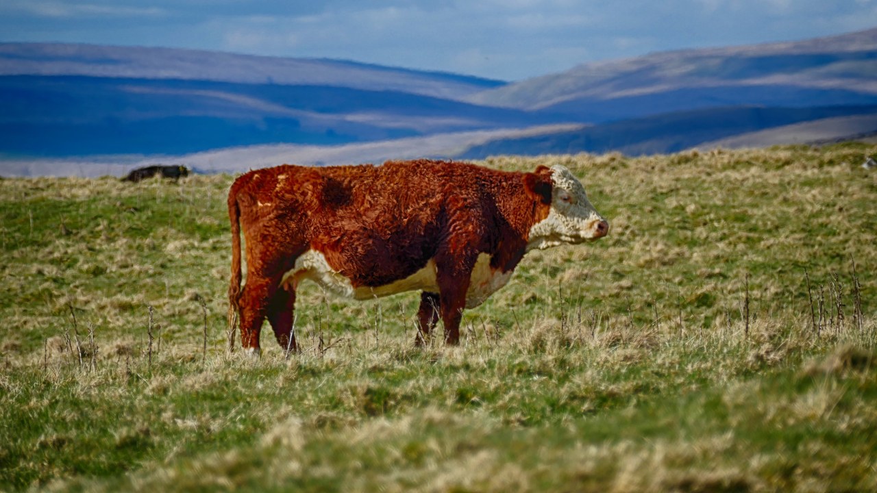 Beef costs 11.8 percent more than a year ago, and the cattle herd is the smallest in 75 years