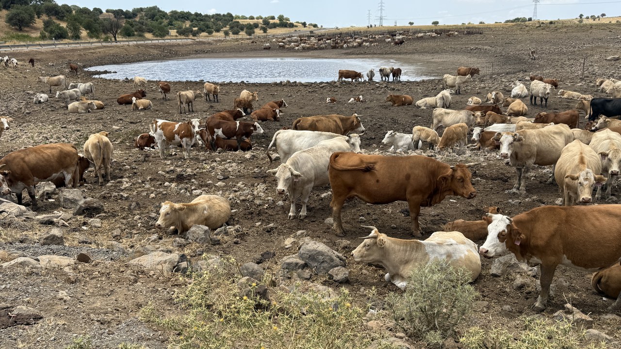 Farm and ranch households in qualifying drought counties of 49 states got more time to replace breeding, dairy and draft livestock and defer the gain