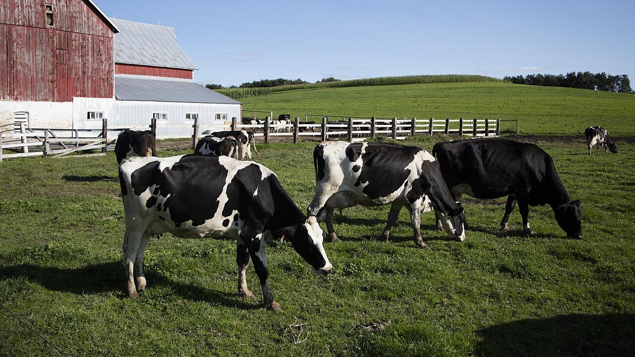 The cattle herd is the smallest in 75 years, and beef is forecast to cost 10.7 percent more this year