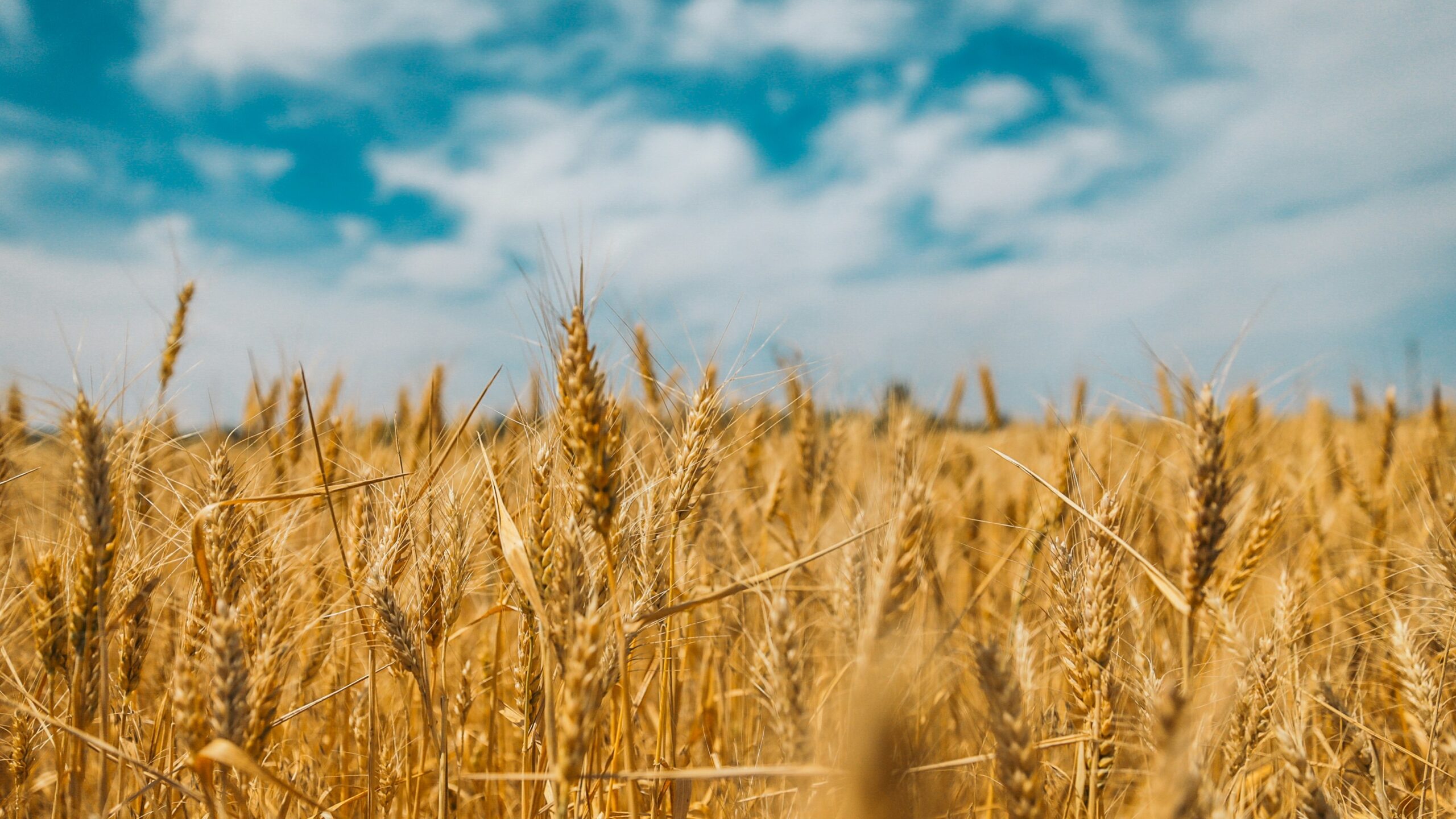Wheat prices paid to farmers are up 25.5 percent in a year, an early warning for bread and cereal