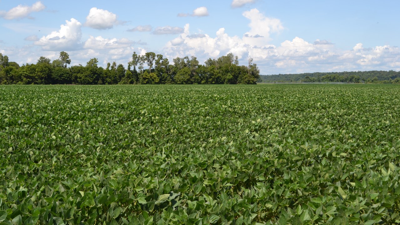China is buying the 25 million tons of U.S. soybeans it promised, but other farm purchases lag after the Trump-Xi summit