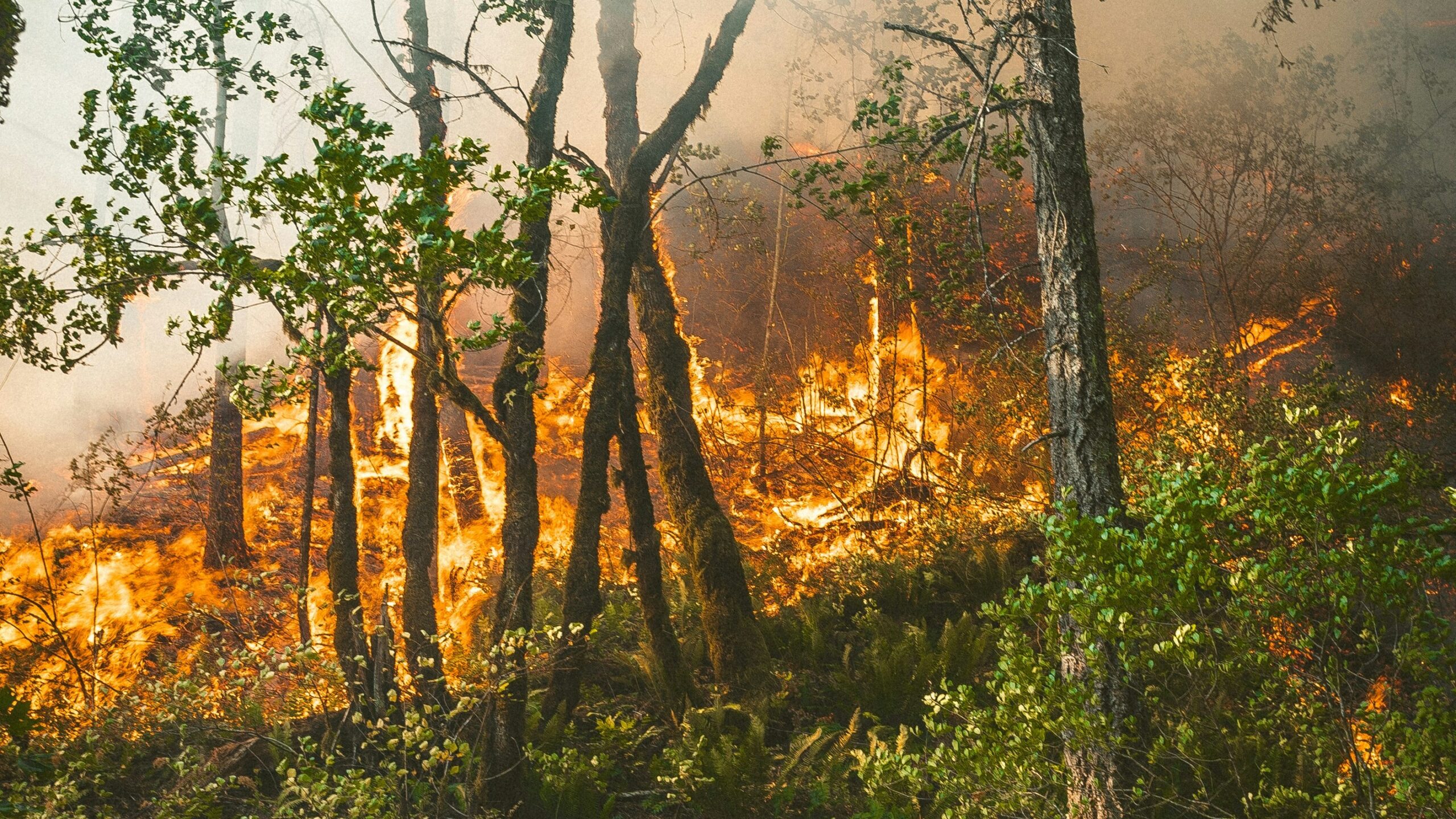 Six Washington wildfire counties got the same February extension and a refund protection