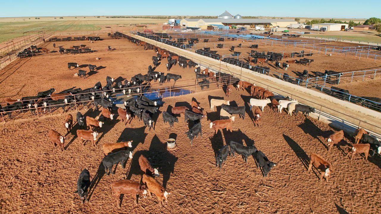 Four companies buy 85 percent of America’s cattle, and a new order targets that
