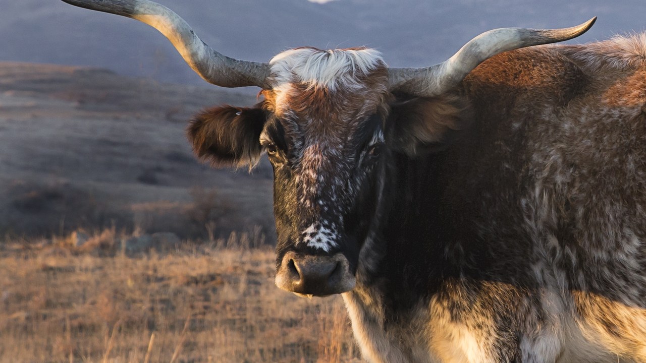 The IRS extended drought tax relief for farmers and ranchers who sold livestock in 49 states
