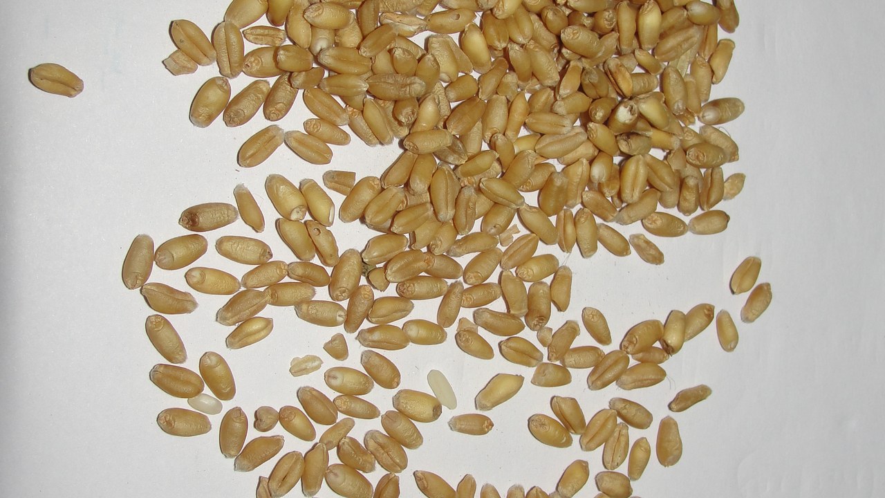 Wheat costs a quarter more at the farm, yet bread and cereal are forecast to rise at their normal pace